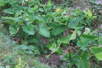 Xanthosoma sagittifolium, photographed by Brian Oakes Haiti Hunter