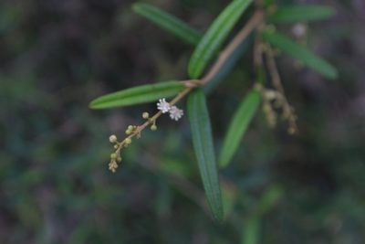 Croton linearis, photographed by Brian Oakes Haiti Hunter