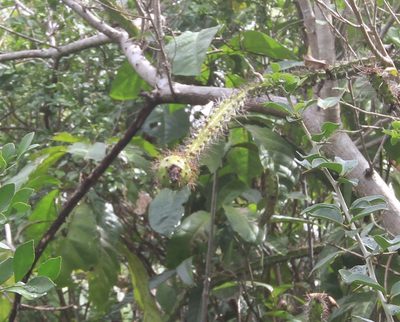 Leptocereus weingartianus, photographed by Brian Oakes Haiti Hunter