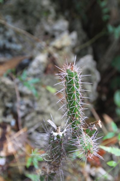 Leptocereus weingartianus, photographed by Brian Oakes Haiti Hunter