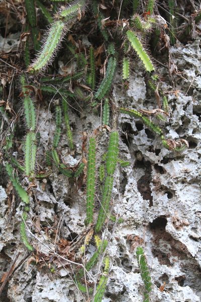 Leptocereus weingartianus, photographed by Brian Oakes Haiti Hunter