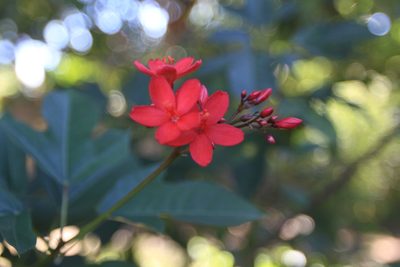 Jatropha integerrima, photographed by Brian Oakes Haiti Hunter