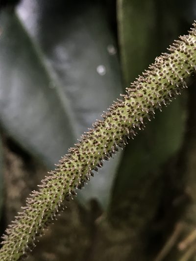 Peperomia maculosa, photographed by Nicolás Baresch Uribe