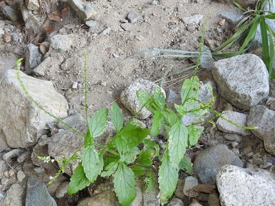 Verbena carolina, photographed by Sam Kieschnick