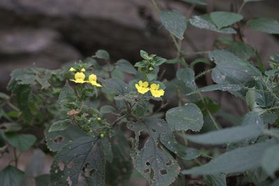 Lindenbergia grandiflora, photographed by Ramnarayan K