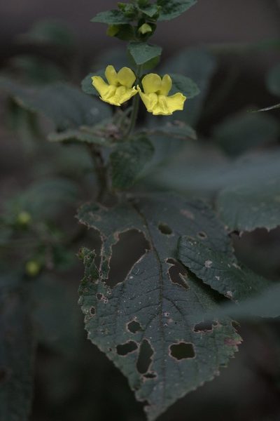 Lindenbergia grandiflora, photographed by Ramnarayan K