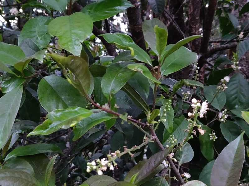 Symplocos racemosa, photographed by T R Shankar Raman