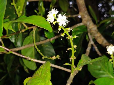 Symplocos racemosa, photographed by T R Shankar Raman