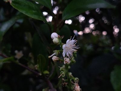 Symplocos racemosa, photographed by T R Shankar Raman