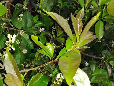 Symplocos racemosa, photographed by T R Shankar Raman