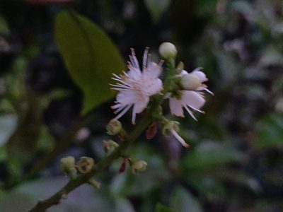 Symplocos racemosa, photographed by T R Shankar Raman