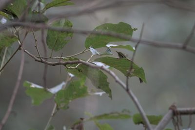 Alnus nepalensis, photographed by Ramnarayan K