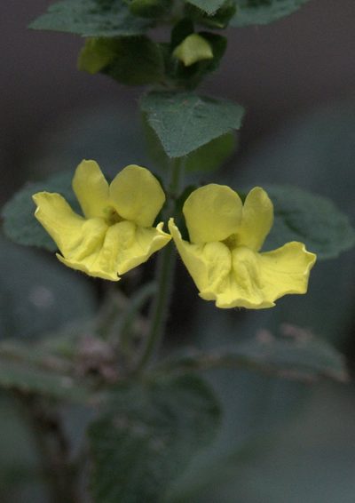 Lindenbergia grandiflora, photographed by Ramnarayan K