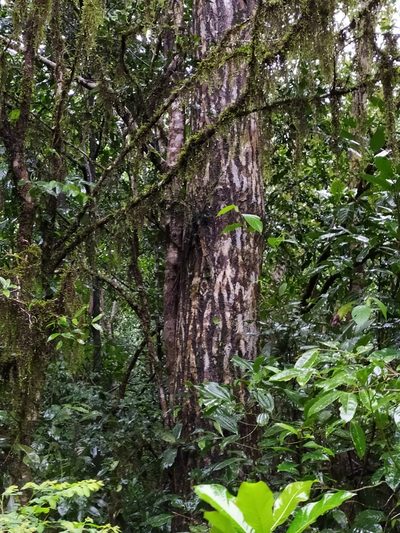 Calophyllum polyanthum, photographed by Vijay Karthick