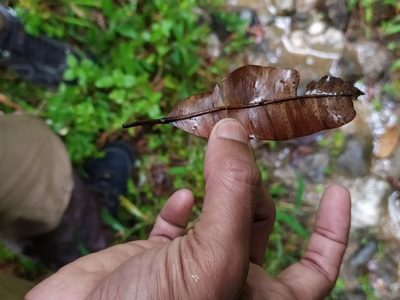 Calophyllum polyanthum, photographed by Vijay Karthick