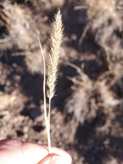 Muhlenbergia alopecuroides, photographed by Craig Martin