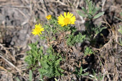 Rayjacksonia phyllocephala, photographed by Lauren McLaurin