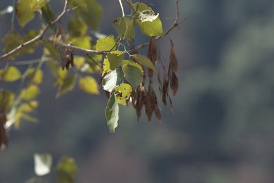 Dalbergia sissoo, photographed by Ramnarayan K