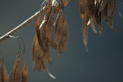 Dalbergia sissoo, photographed by Ramnarayan K