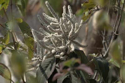 Colebrookea oppositifolia, photographed by Ramnarayan K