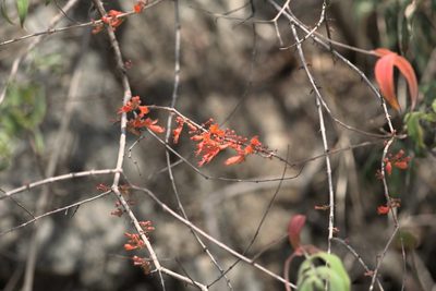 Woodfordia fruticosa, photographed by Ramnarayan K