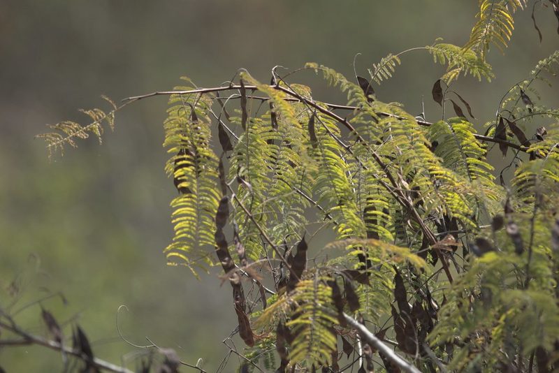 Senegalia catechu, photographed by Ramnarayan K