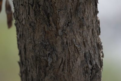 Dalbergia sissoo, photographed by Ramnarayan K