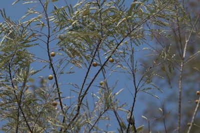 Phyllanthus emblica, photographed by Ramnarayan K