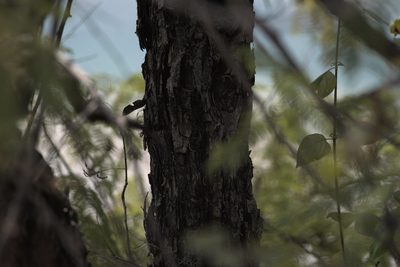 Senegalia catechu, photographed by Ramnarayan K