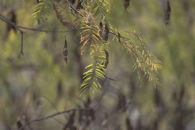 Senegalia catechu, photographed by Ramnarayan K