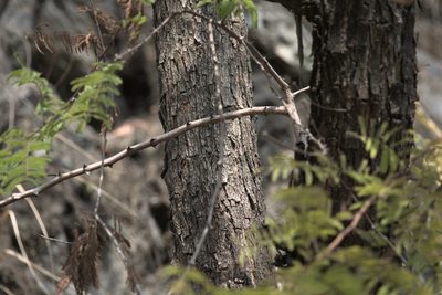 Senegalia catechu, photographed by Ramnarayan K