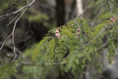 Senegalia catechu, photographed by Ramnarayan K