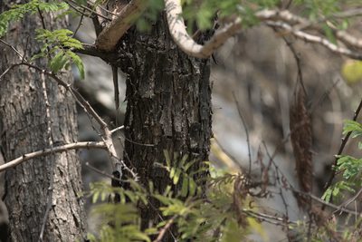 Senegalia catechu, photographed by Ramnarayan K