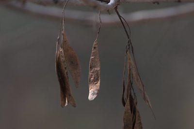 Senegalia catechu, photographed by Ramnarayan K
