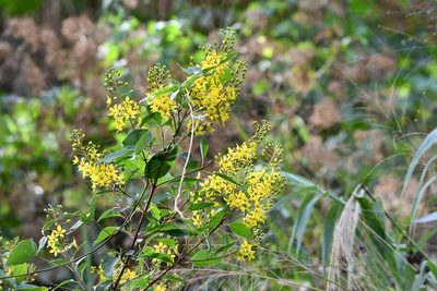 Galphimia glauca, photographed by adel-fridus