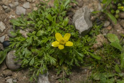 Ranunculus isthmicus, photographed by Eleftherios Katsillis