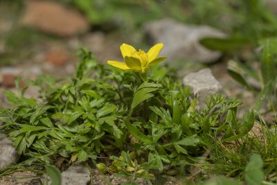 Ranunculus isthmicus, photographed by Eleftherios Katsillis