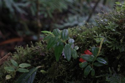 Peperomia tenelliformis, photographed by Jake Rehage