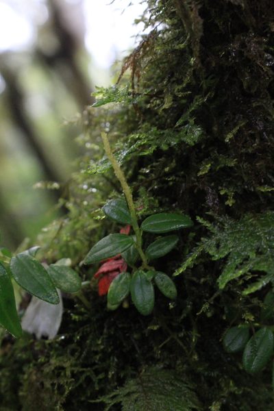 Peperomia tenelliformis, photographed by Jake Rehage