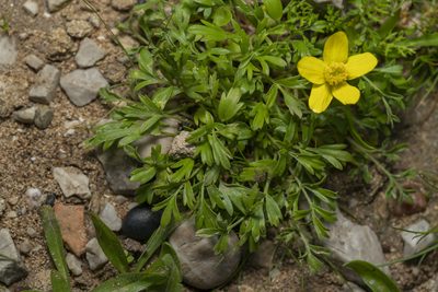 Ranunculus isthmicus, photographed by Eleftherios Katsillis