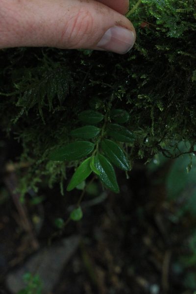 Peperomia tenelliformis, photographed by Jake Rehage