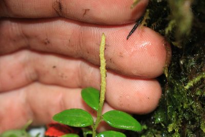 Peperomia tenelliformis, photographed by Jake Rehage