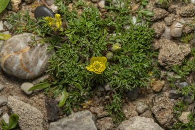 Ranunculus isthmicus, photographed by Eleftherios Katsillis
