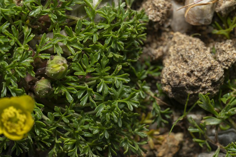 Ranunculus isthmicus, photographed by Eleftherios Katsillis