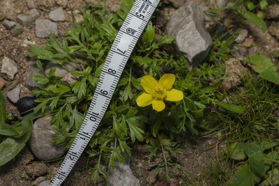 Ranunculus isthmicus, photographed by Eleftherios Katsillis