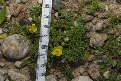 Ranunculus isthmicus, photographed by Eleftherios Katsillis
