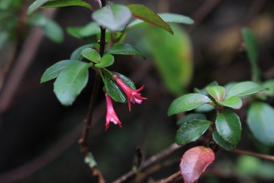 Fuchsia microphylla, photographed by Jake Rehage