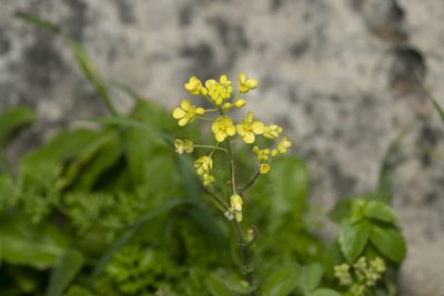 Isatis lusitanica, photographed by Eleftherios Katsillis