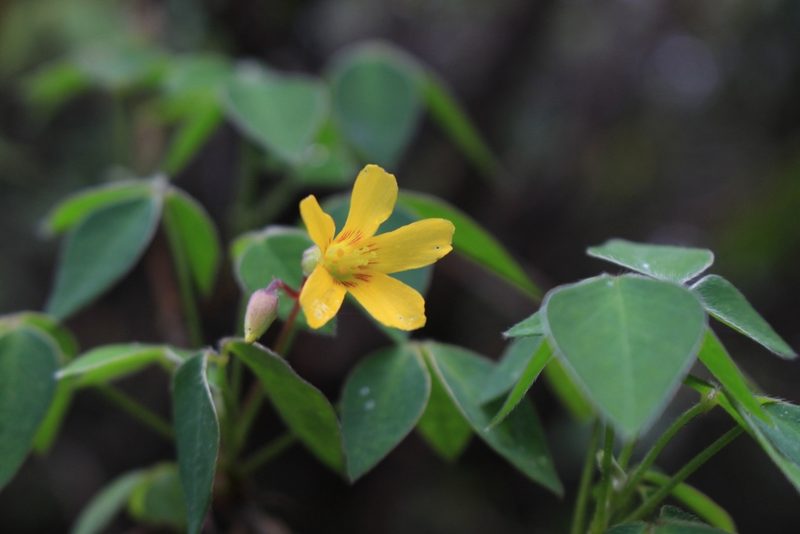 Oxalis rhombifolia, photographed by Jake Rehage
