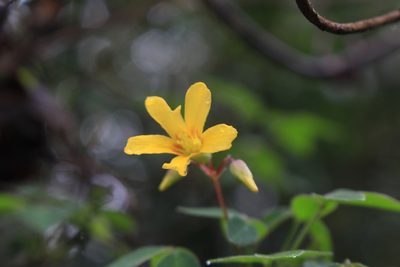 Oxalis rhombifolia, photographed by Jake Rehage